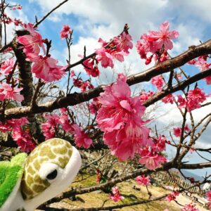桜の開花始まってます！